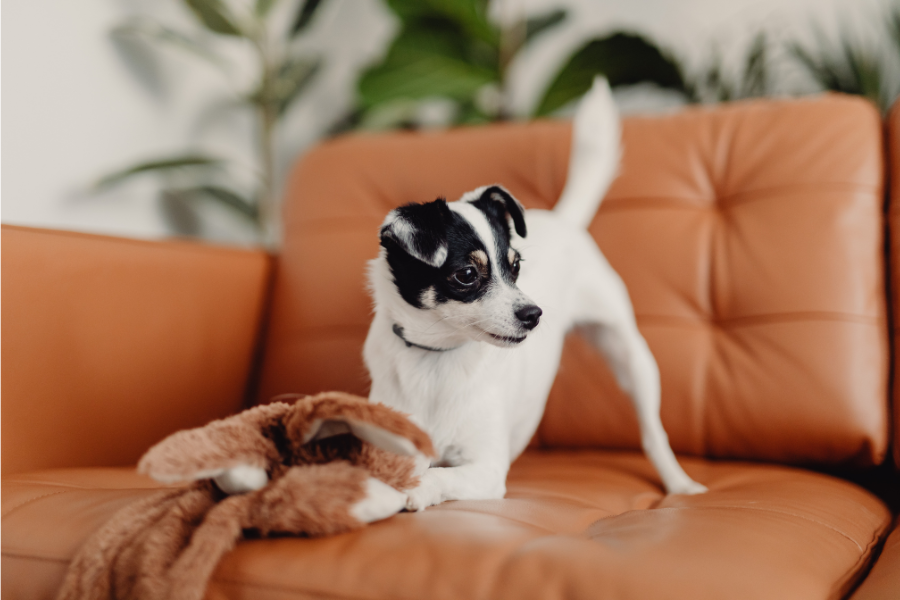 How to Buy a Leather Sofa Online: Quality Guide (2025) | Stamps Home
